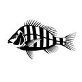 Sheepshead fish ,vector illustration, flat style, side Royalty Free Stock Photo